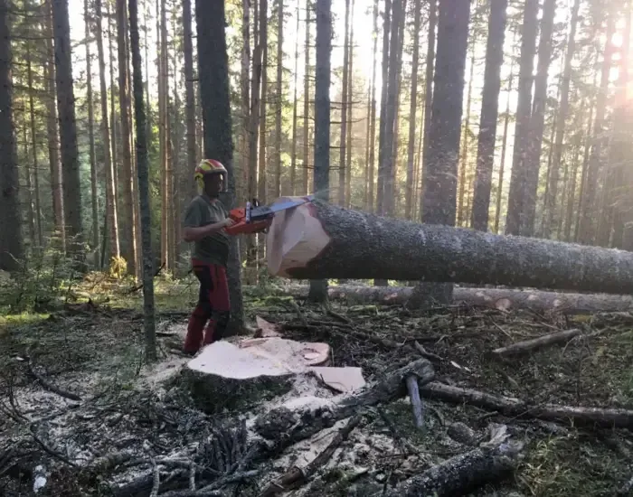 Coupe de bois à Villard-De-Lans