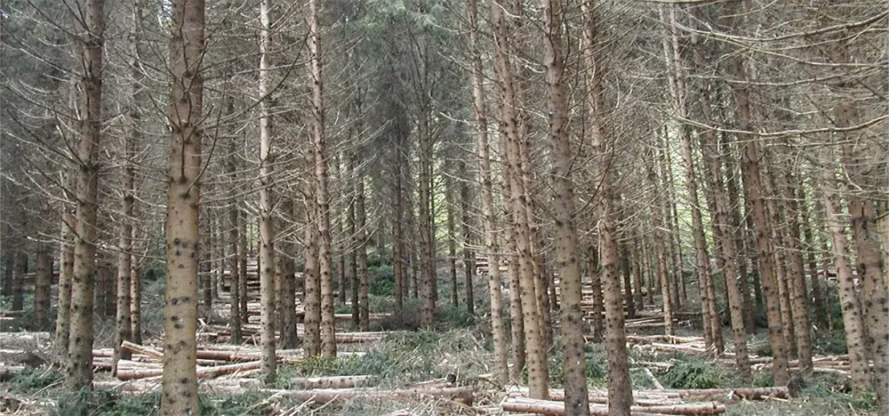 Exploitation forestière à Villard-De-Lans